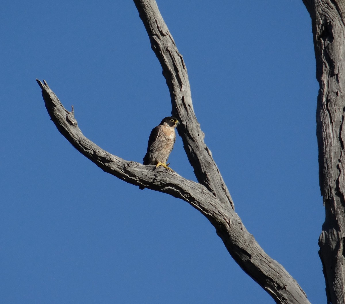 Peregrine Falcon - Dan Pendavingh