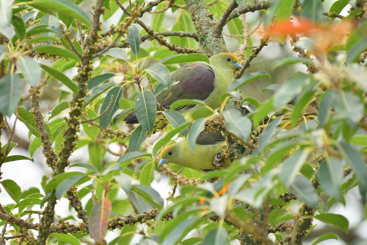 Whistling Green-Pigeon (Taiwan) - ML46095151