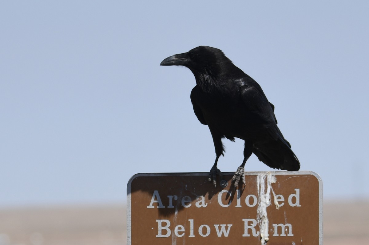 Common Raven - Kevin Smith