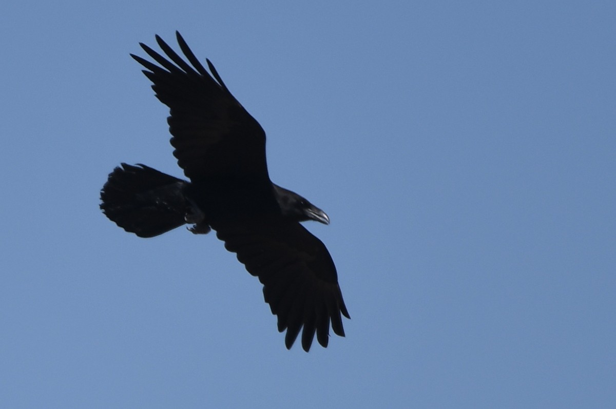 Common Raven - Kevin Smith