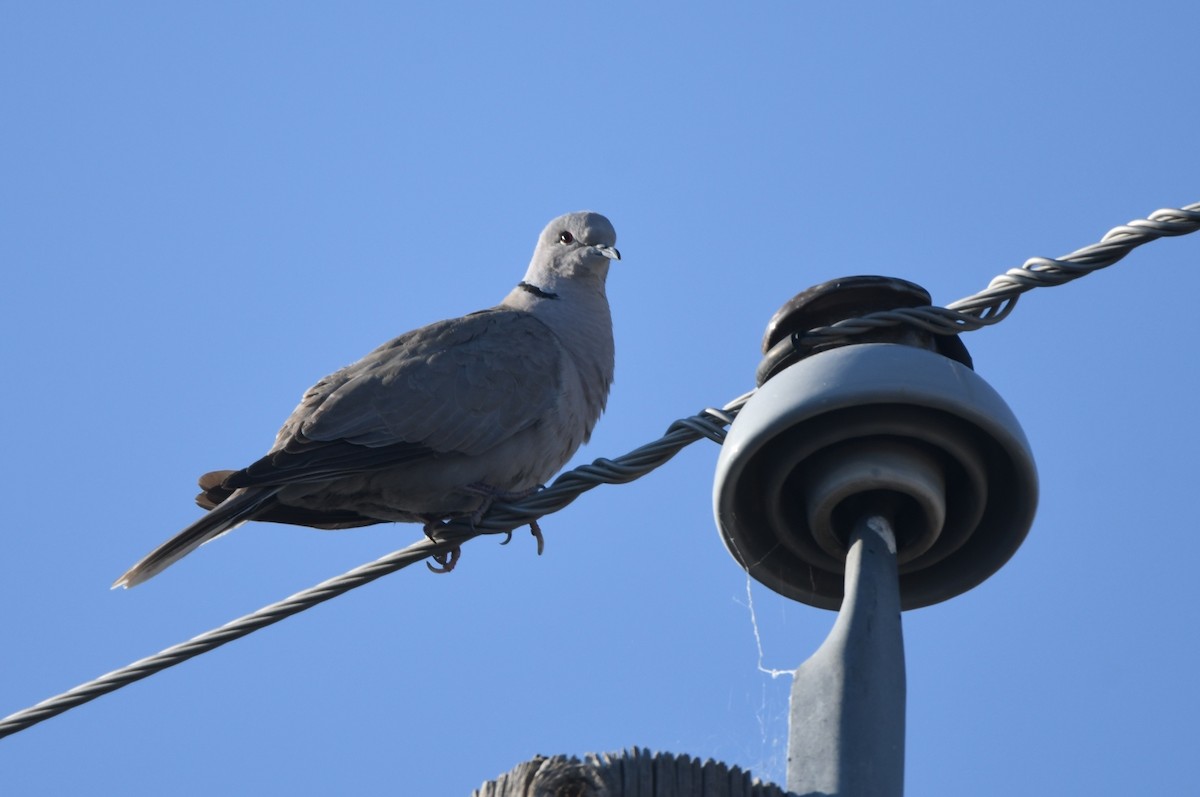 Eurasian Collared-Dove - Kevin Smith