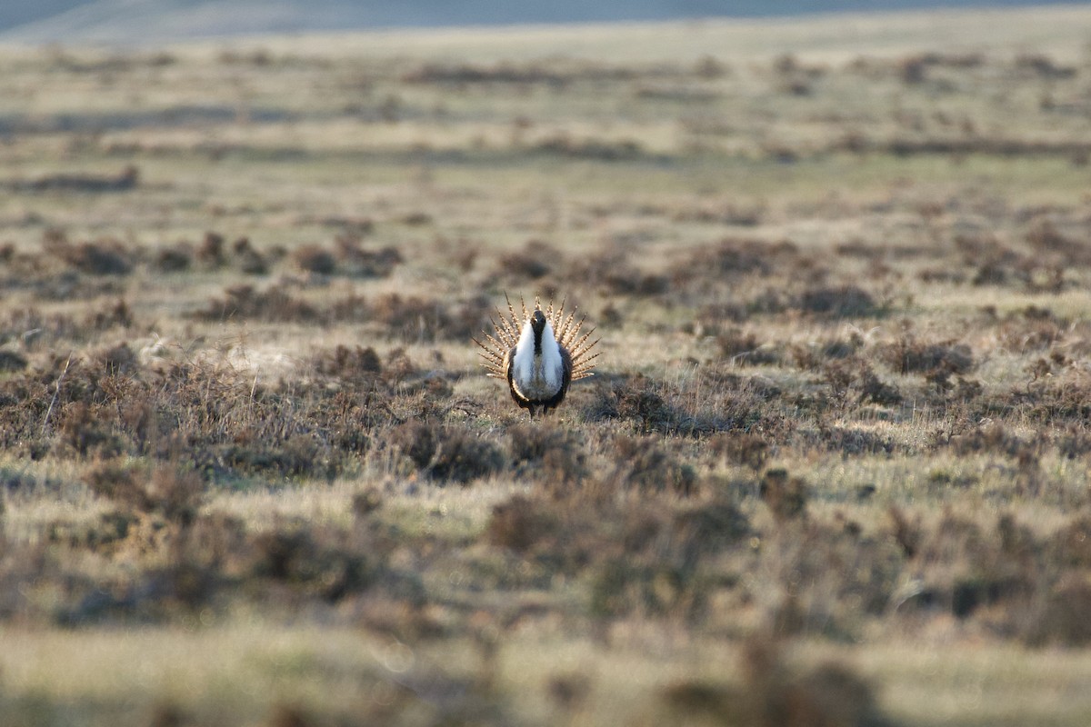 Greater Sage-Grouse - ML460970361