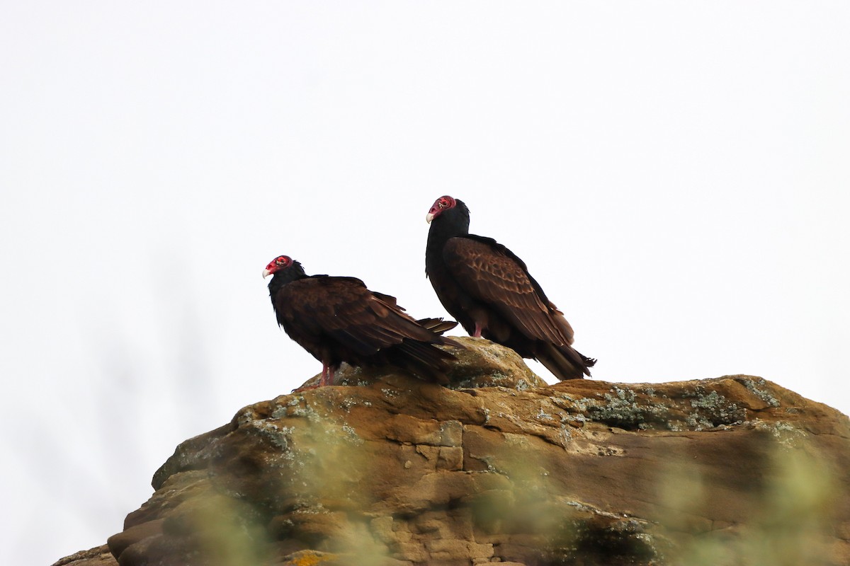 Turkey Vulture - ML460971231