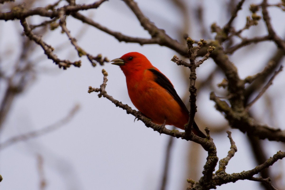 Scarlet Tanager - ML460973081