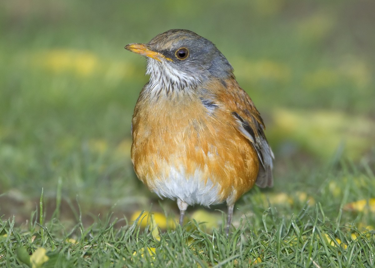 Rufous-backed Robin - Mark Chappell