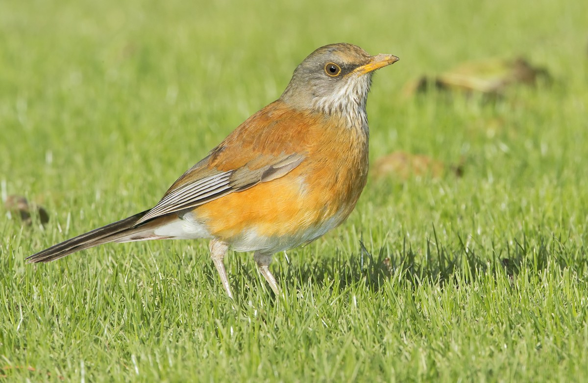 Rufous-backed Robin - Mark Chappell