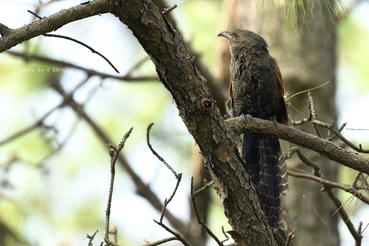 Greater Coucal - ML46097741