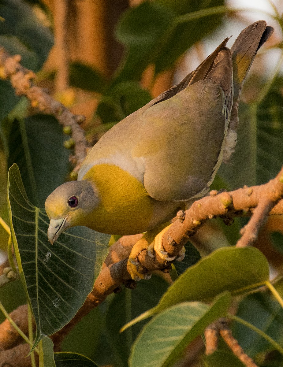 Yellow-footed Green-Pigeon - ML460982311