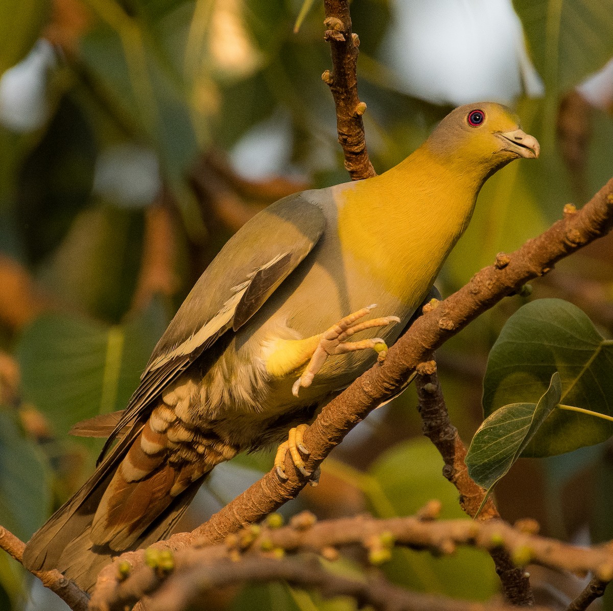Yellow-footed Green-Pigeon - ML460982321