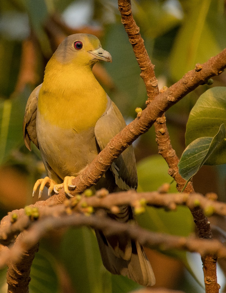 Yellow-footed Green-Pigeon - ML460982351