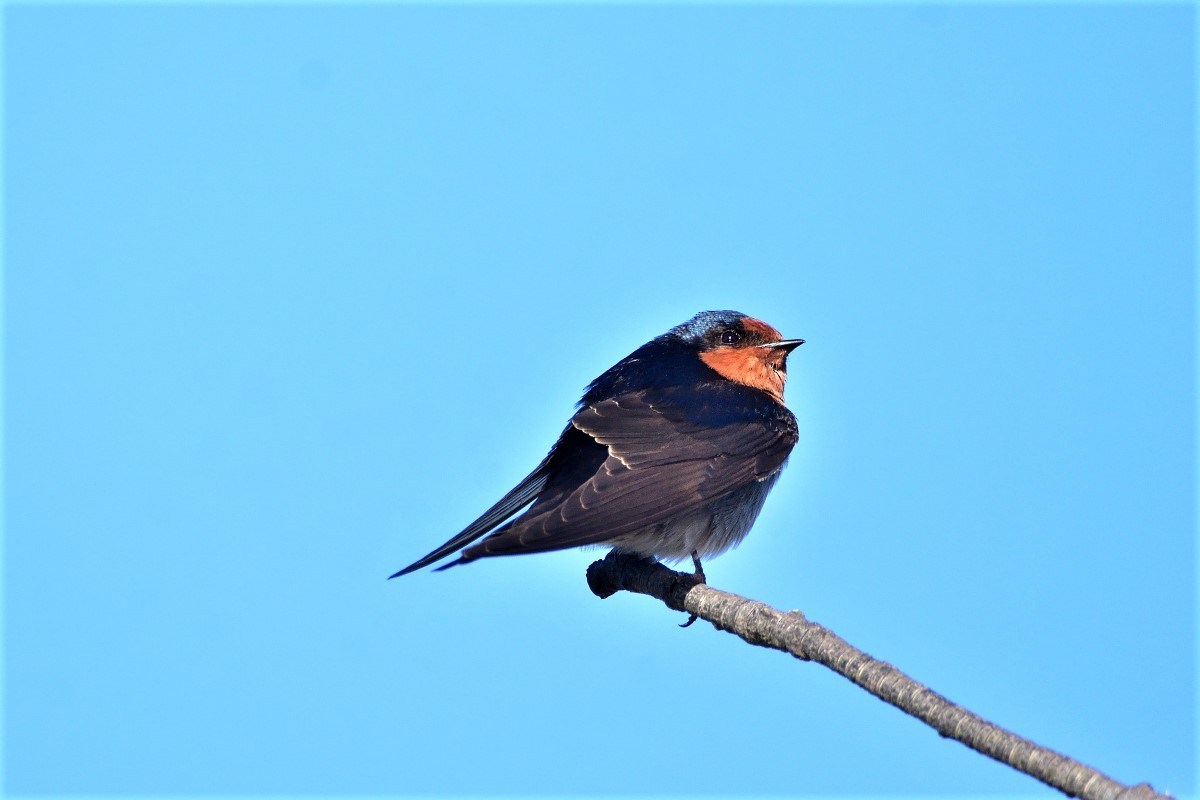 Welcome Swallow - ML460982651