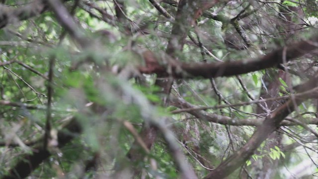 Rufous-crowned Laughingthrush - ML460983511