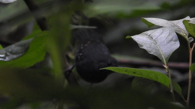 Spot-winged Antbird - ML460983781