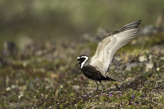 American Golden-Plover. - American Golden-Plover - 