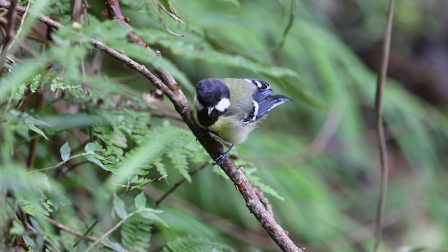 Green-backed Tit - ML460984481