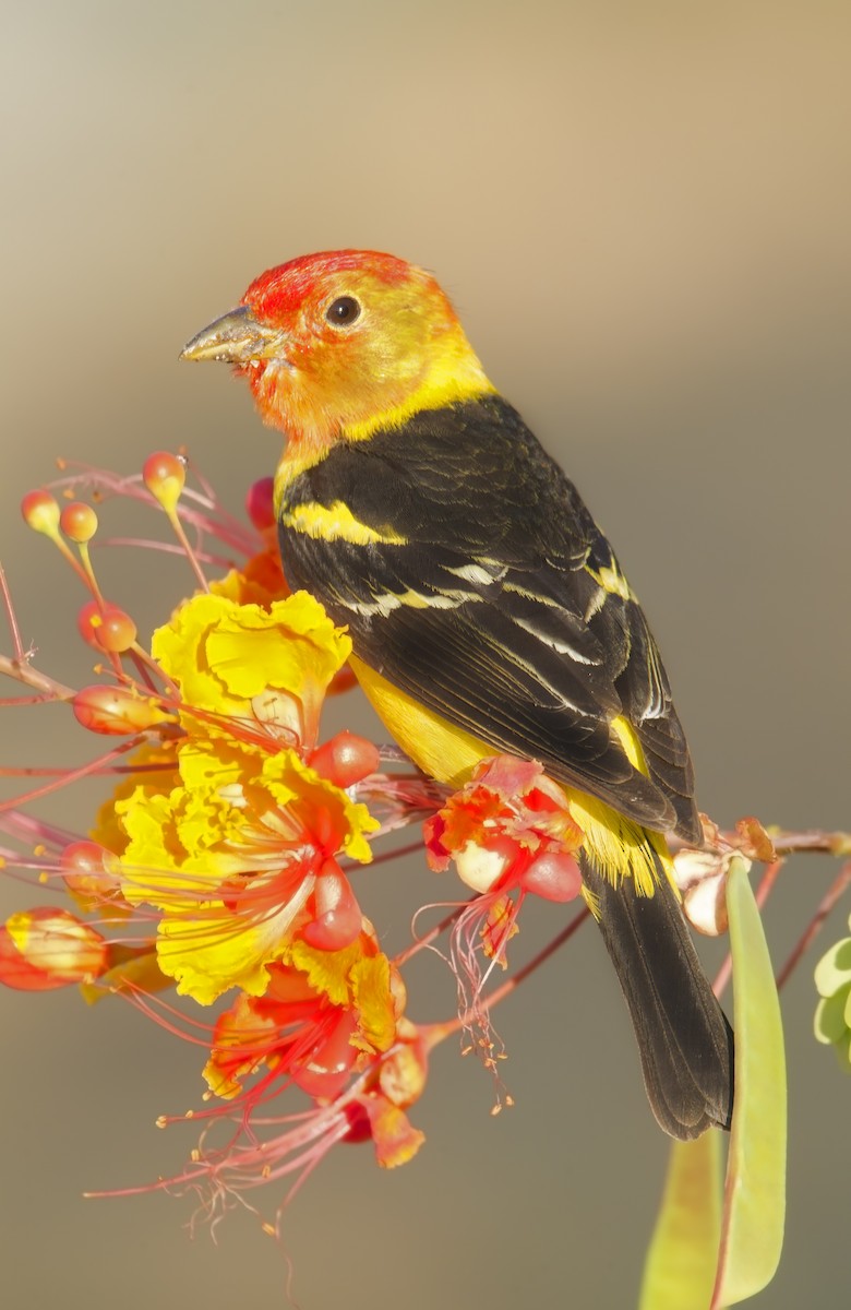 Western Tanager - ML460985991