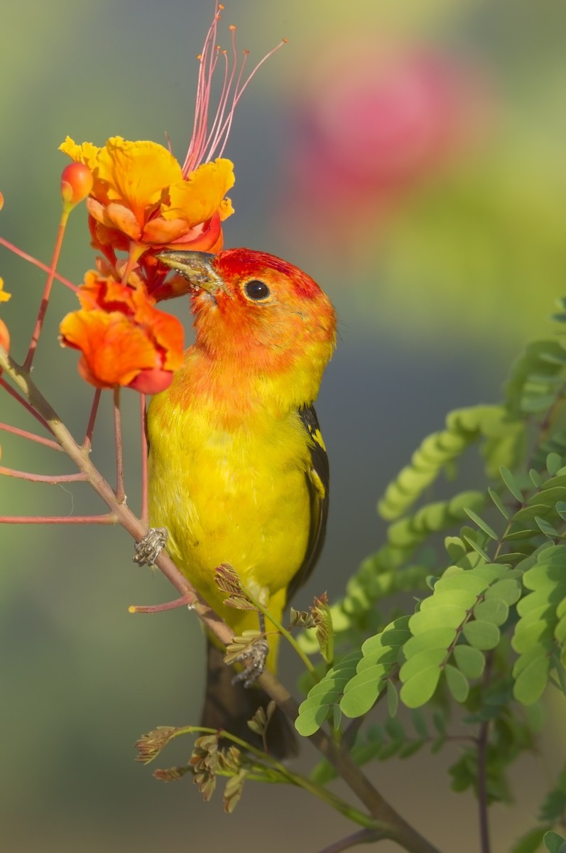 Western Tanager - ML460986021