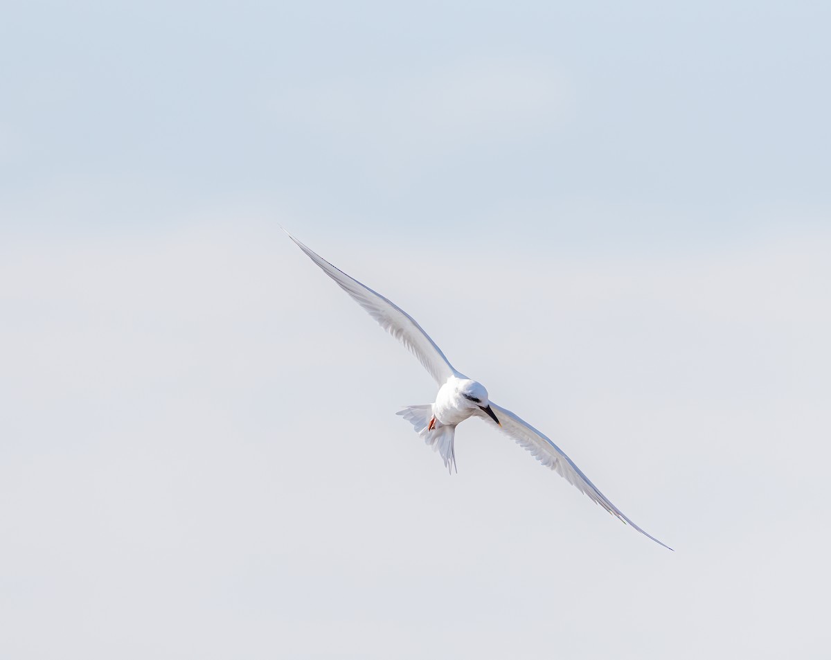 Snowy-crowned Tern - ML460986641