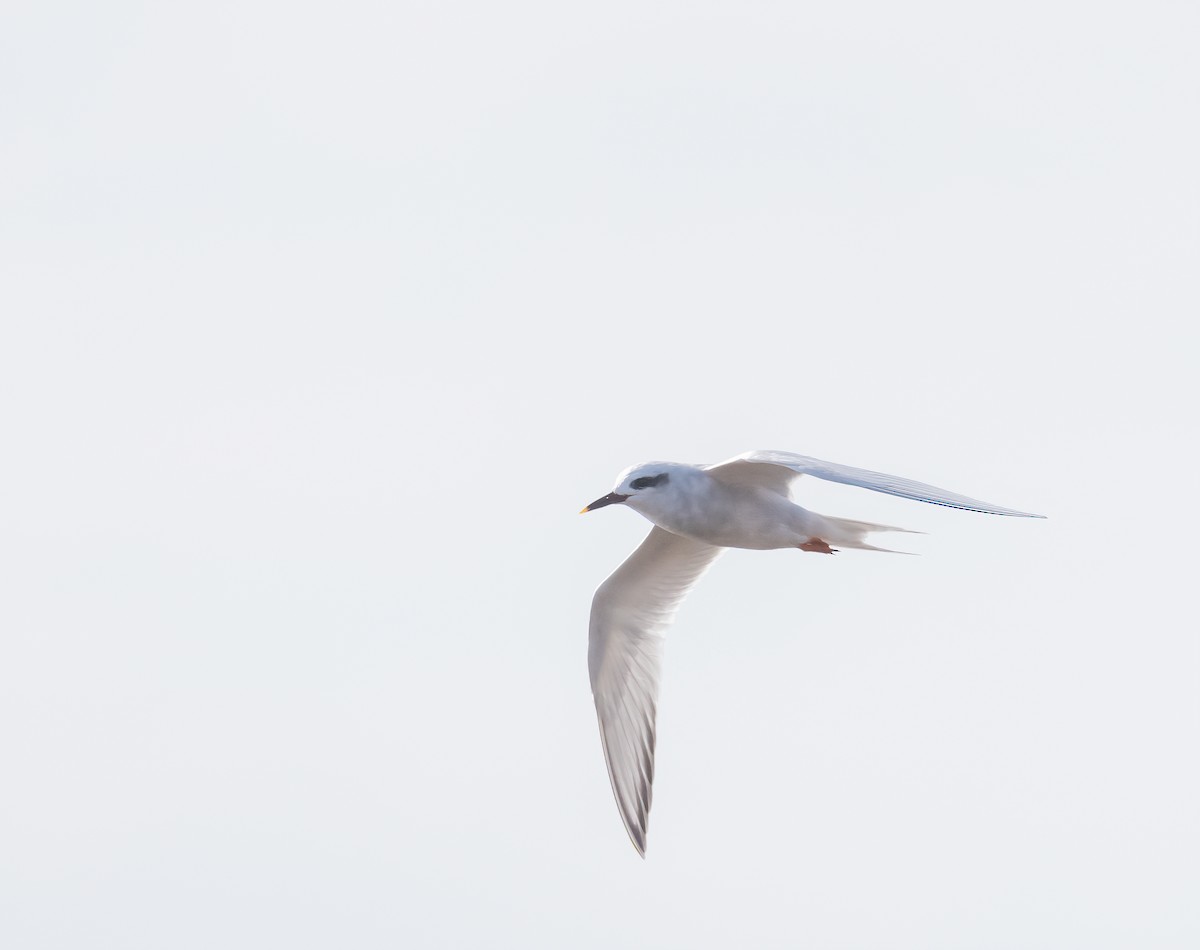 Snowy-crowned Tern - ML460986691