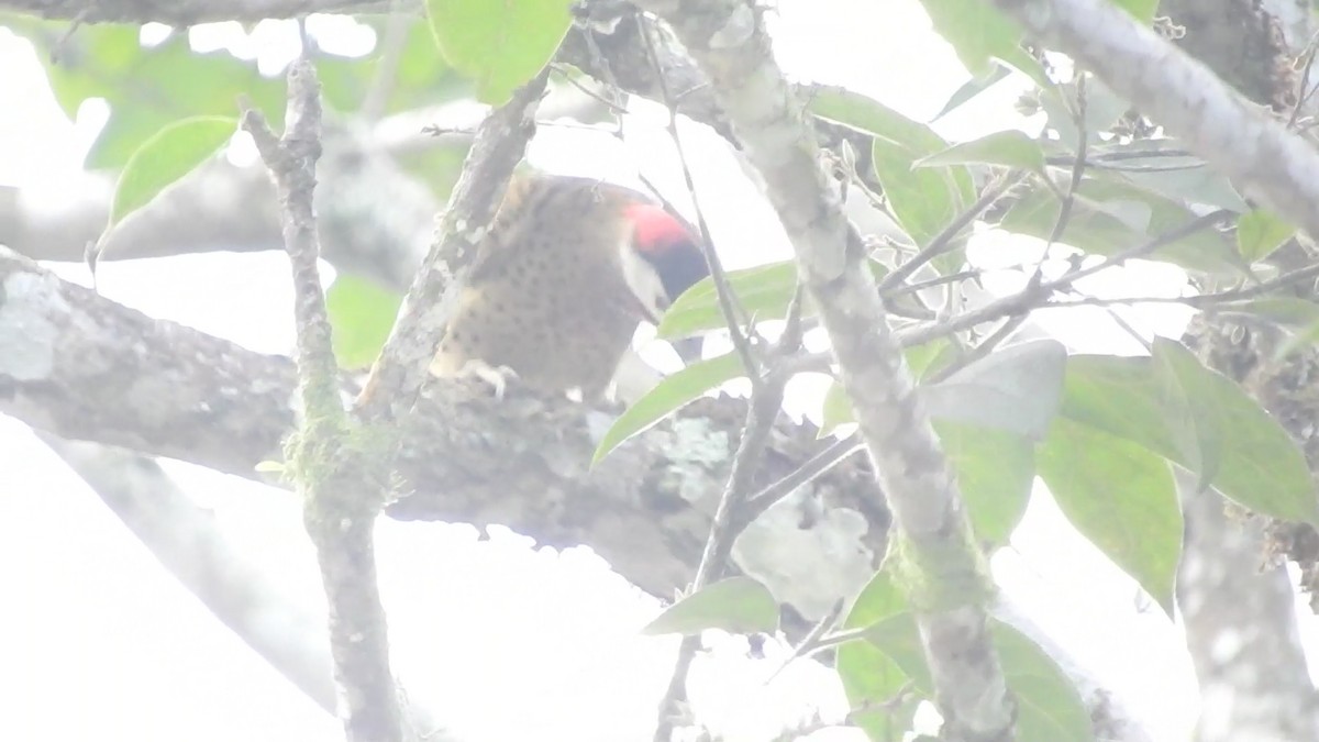 Spot-breasted Woodpecker - ML460986881