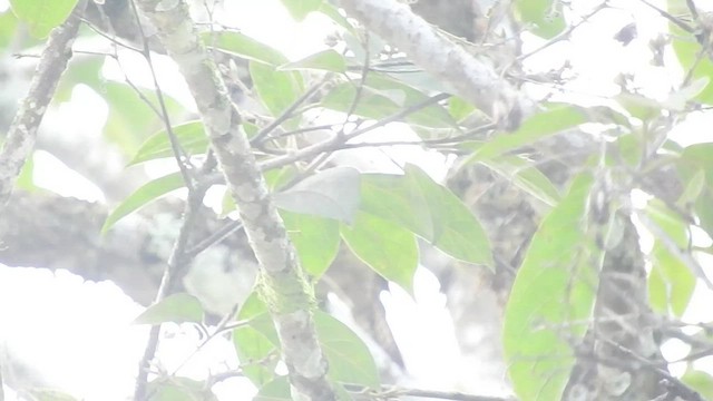Spot-breasted Woodpecker - ML460987031