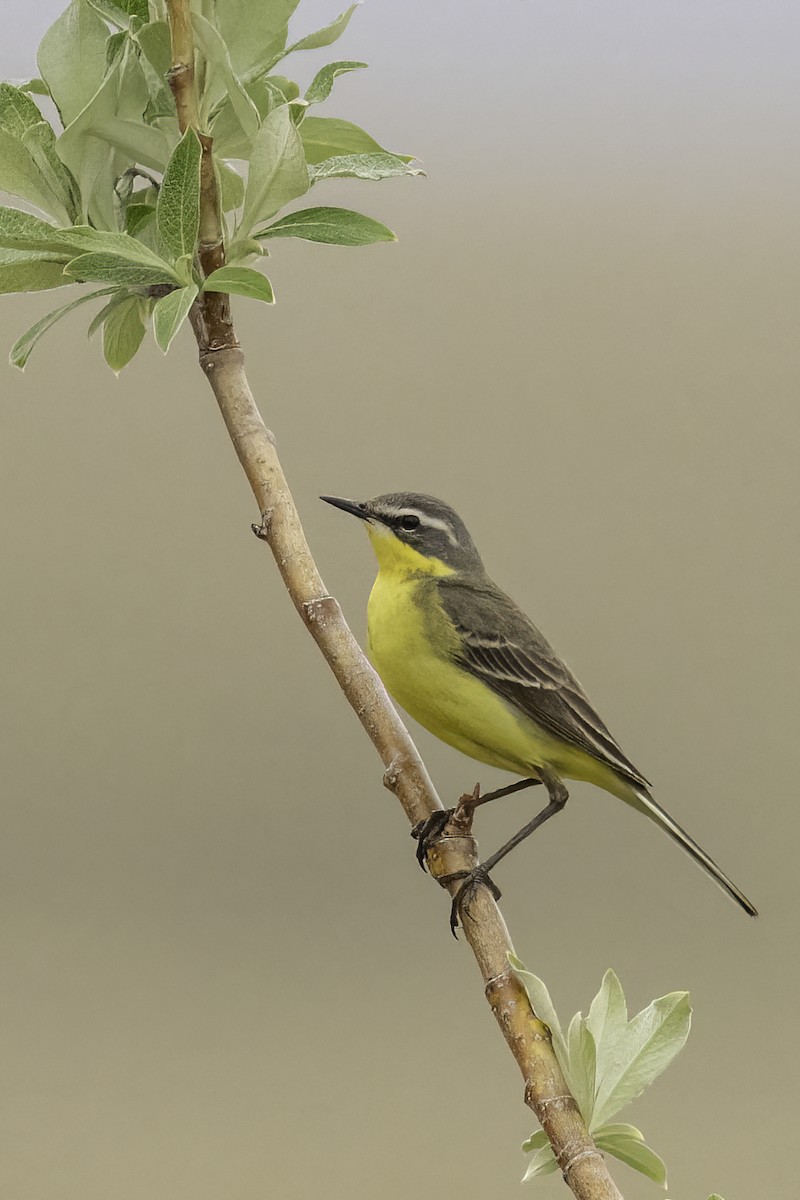 Eastern Yellow Wagtail - Miles Tindal