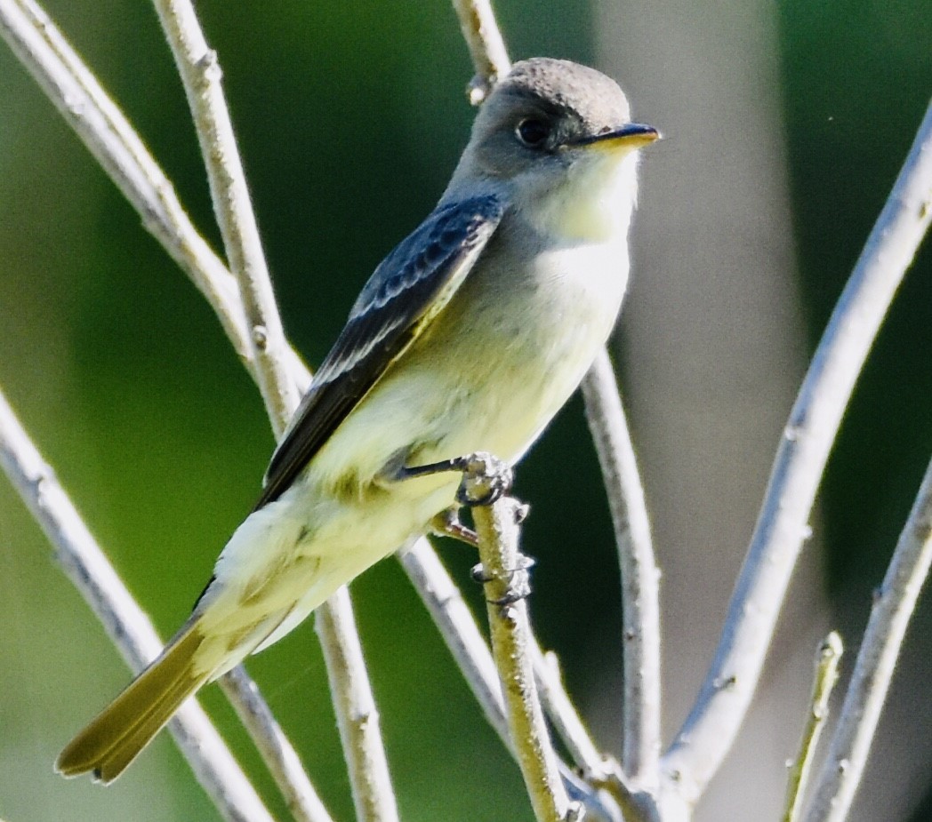 Great Crested Flycatcher - ML460989261