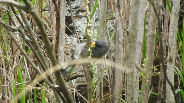 Band-tailed Seedeater - ML460990671