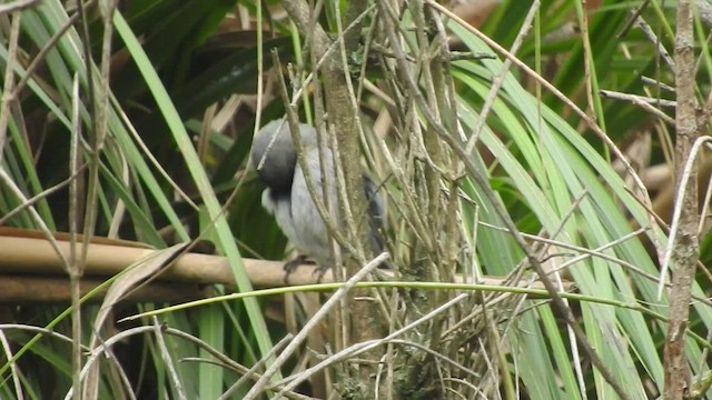 Band-tailed Seedeater - ML460990761