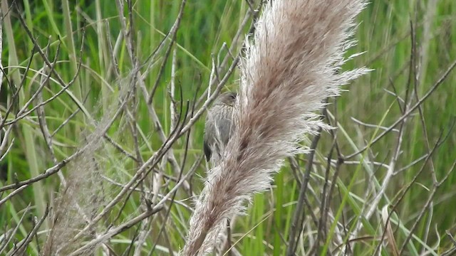 Band-tailed Seedeater - ML460990911