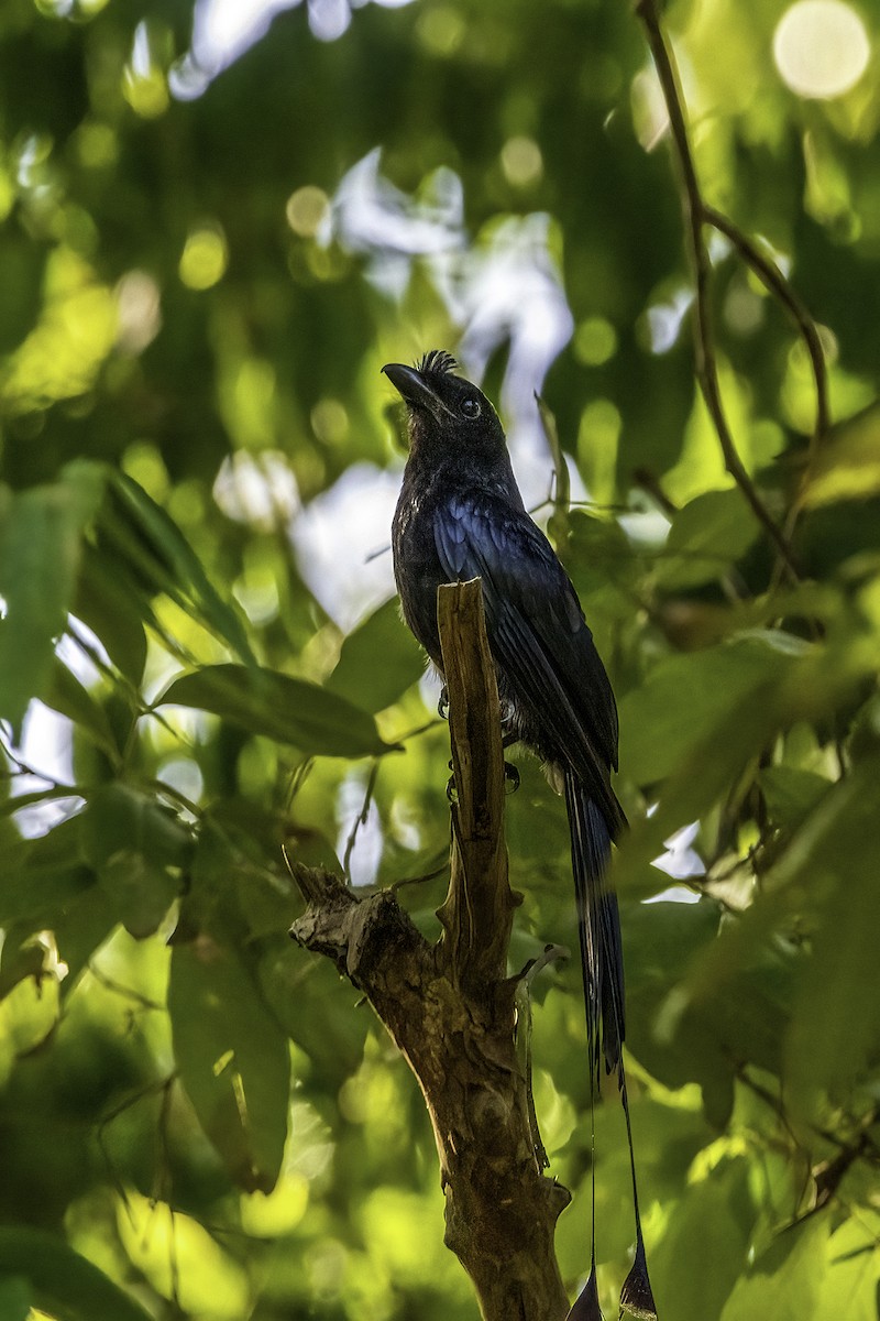 Greater Racket-tailed Drongo - ML460992571
