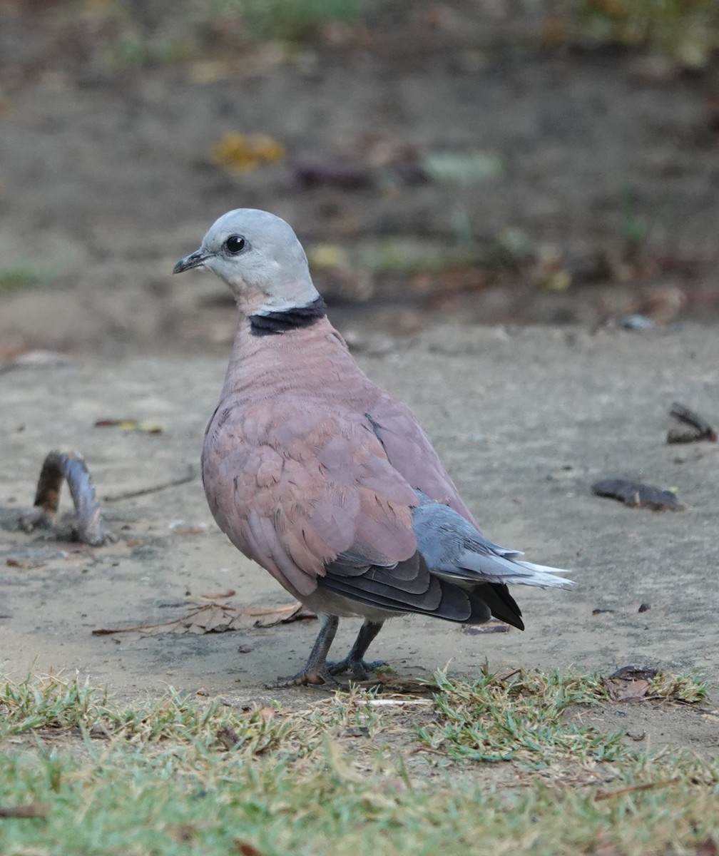 Red Collared-Dove - Stray Feather