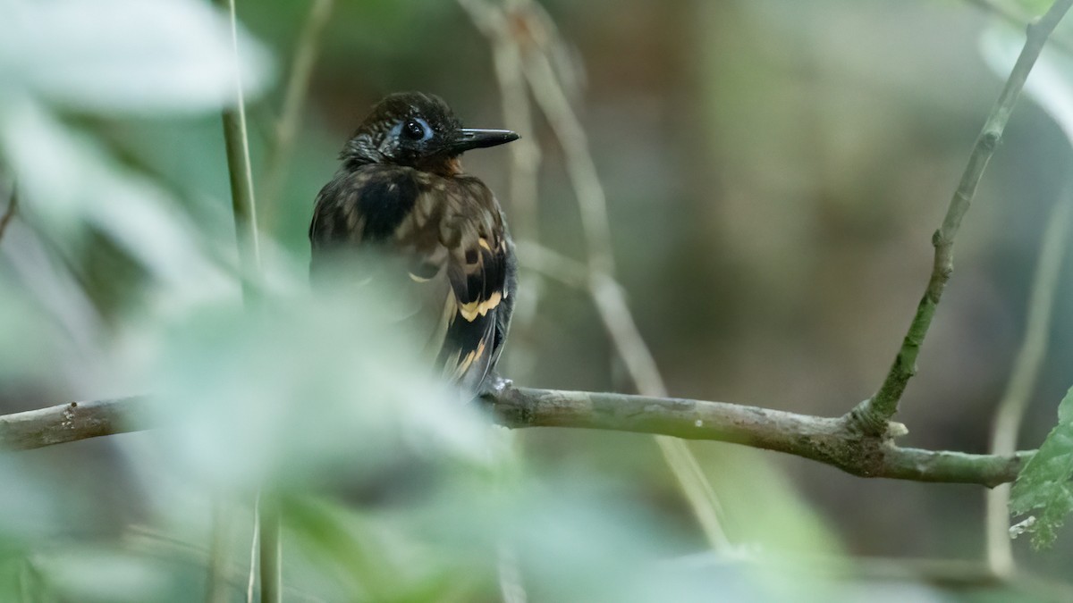Wing-banded Antbird (Buff-banded) - ML460996341