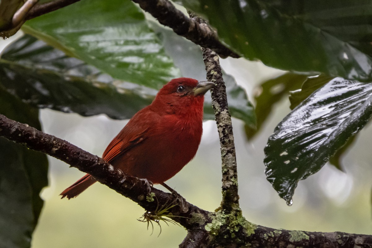 Hepatic Tanager - ML460998231