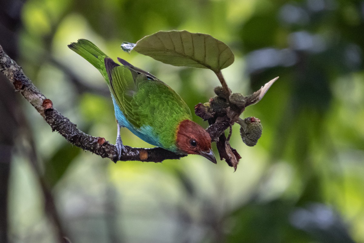 Bay-headed Tanager - ML460998261