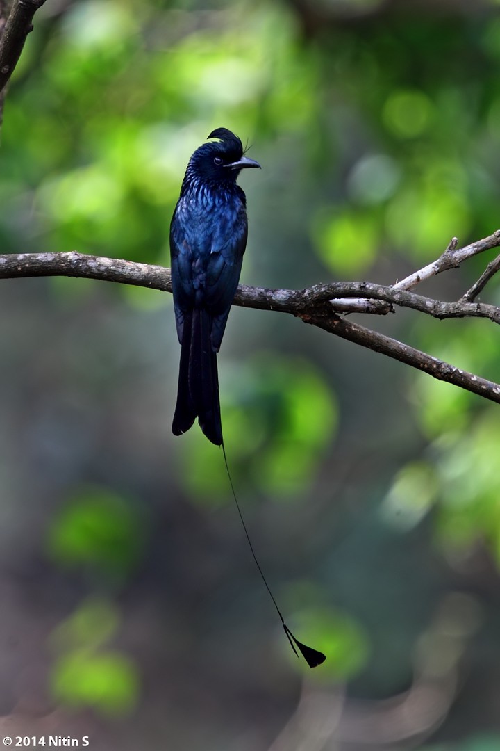 Greater Racket-tailed Drongo - ML461001101