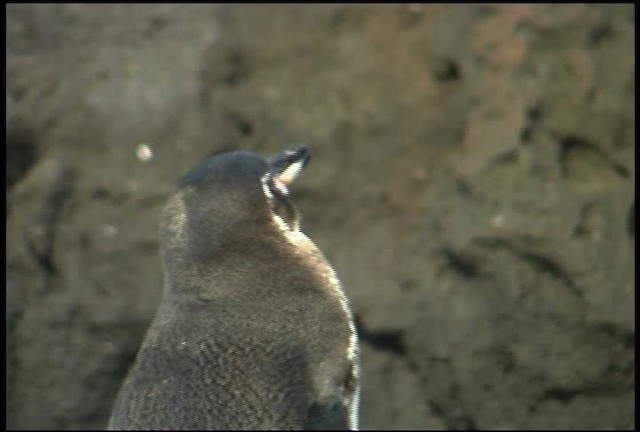 Galapagos Penguin - ML461002