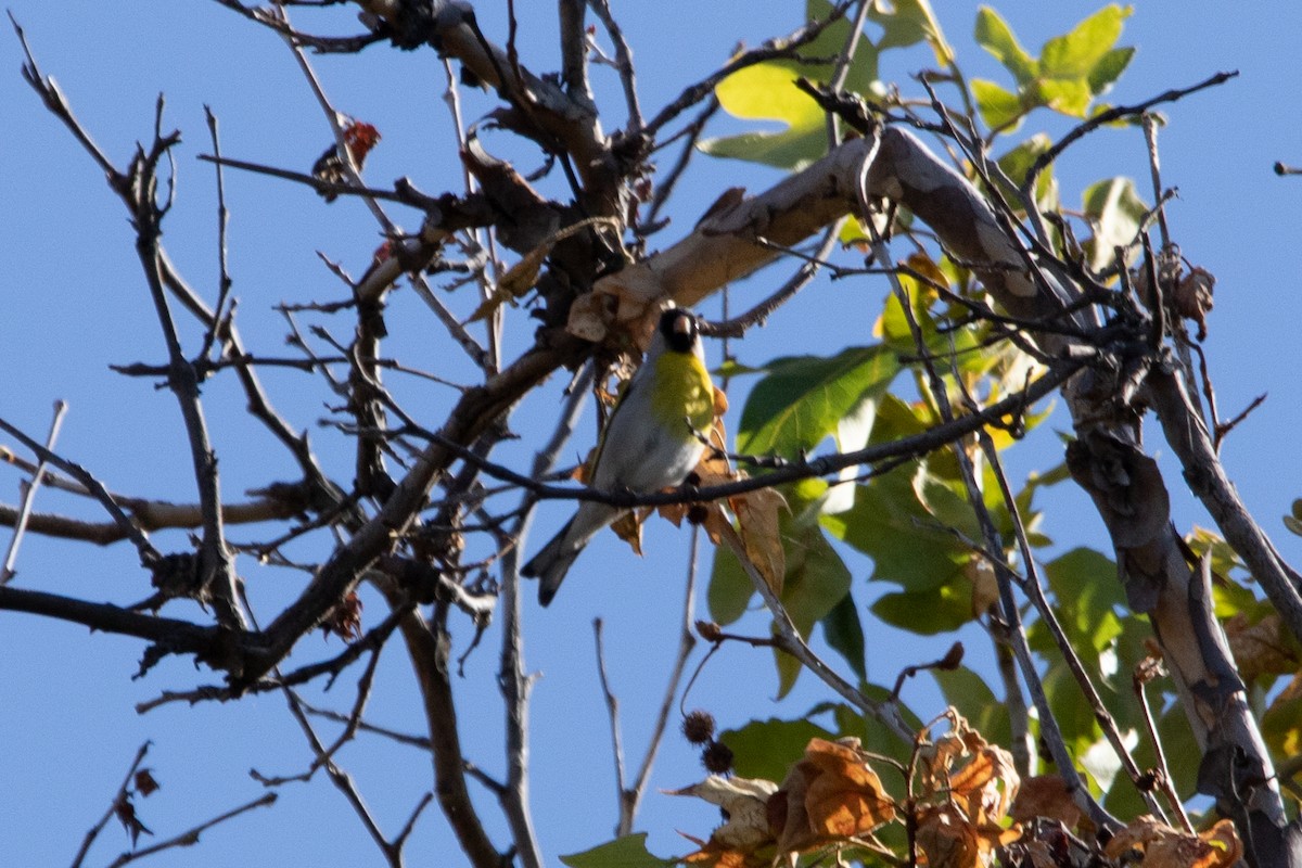 Lawrence's Goldfinch - ML461007281