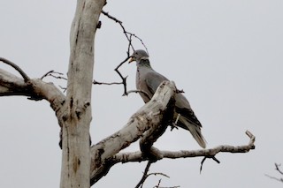 Band-tailed Pigeon, ML461011711
