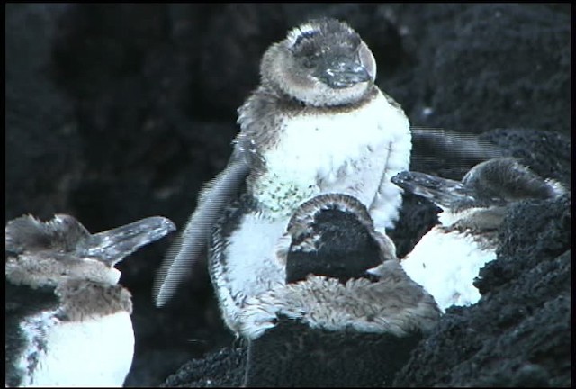 Галапагосский пингвин - ML461013
