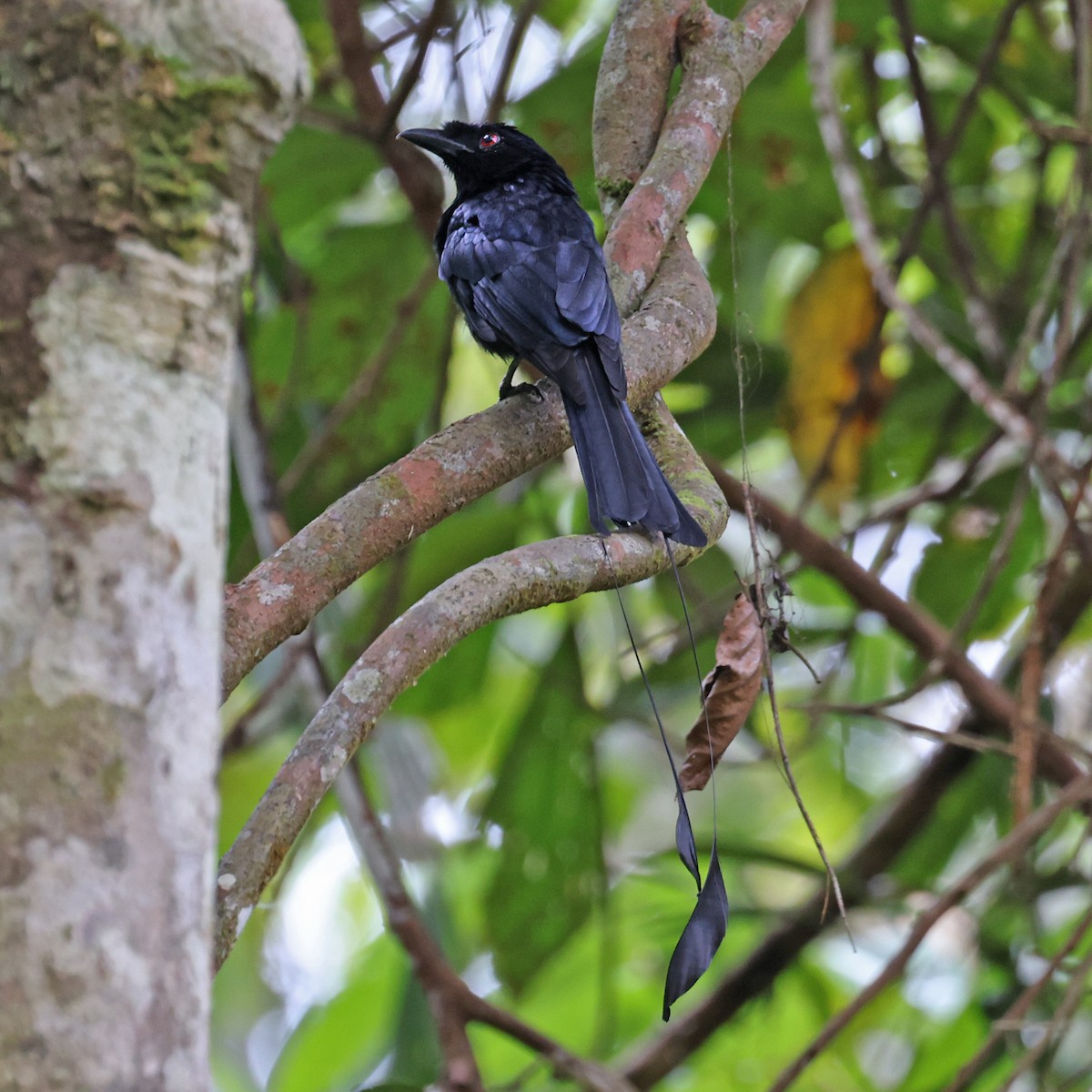 Greater Racket-tailed Drongo - ML461013791