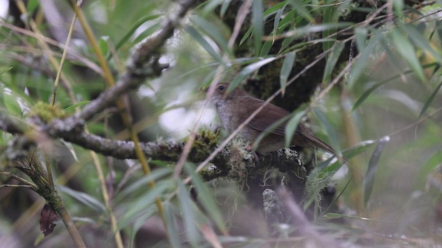 Taiwan Bush Warbler - ML461014851
