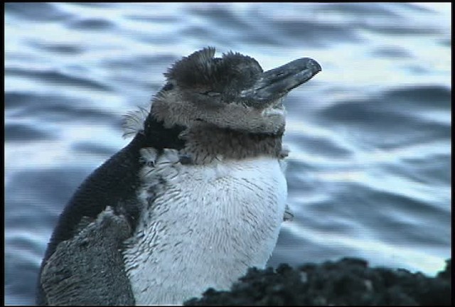 Галапагосский пингвин - ML461015