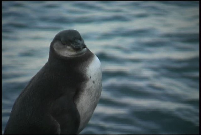 Galapagos Penguin - ML461017