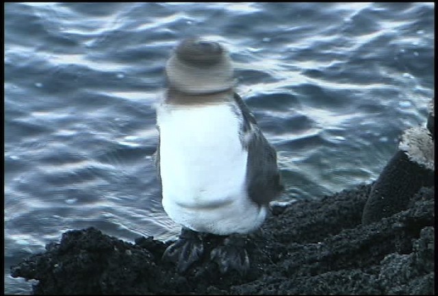 Галапагосский пингвин - ML461019