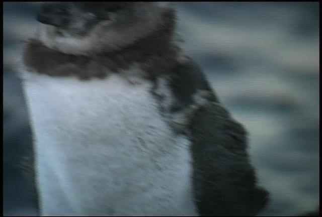 Pingüino de Galápagos - ML461020