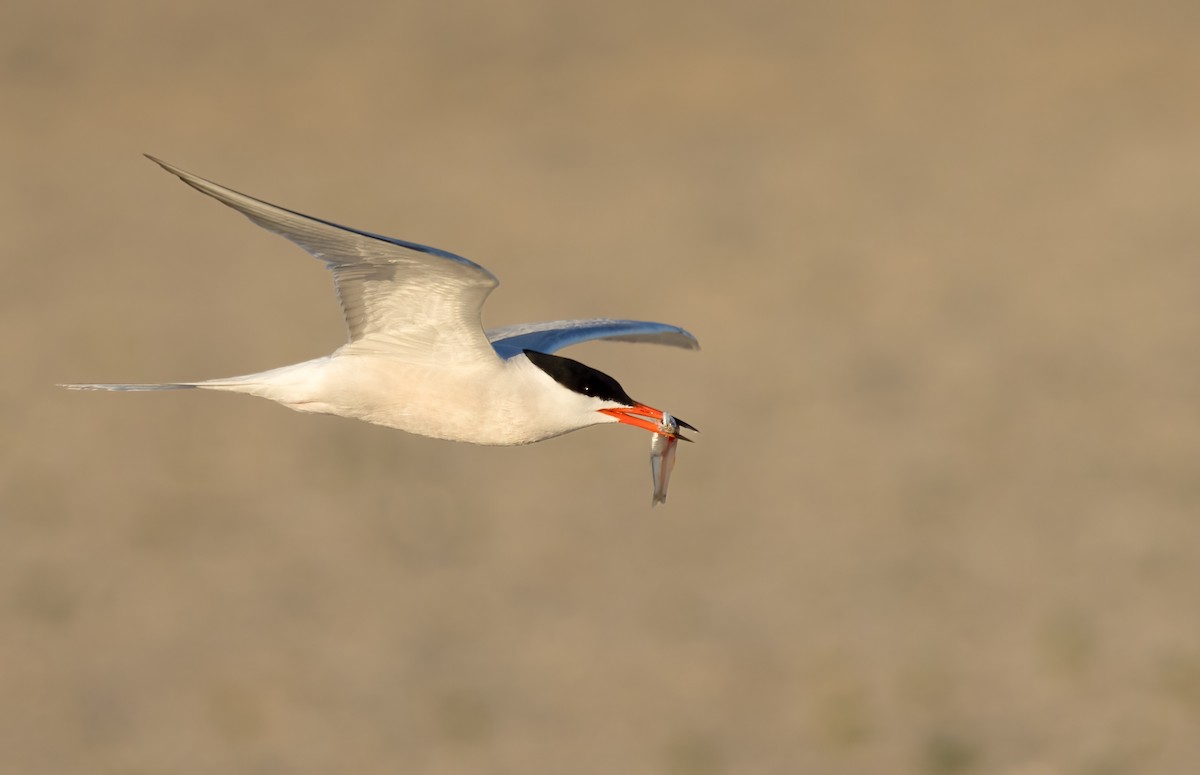 Common Tern - ML461022681