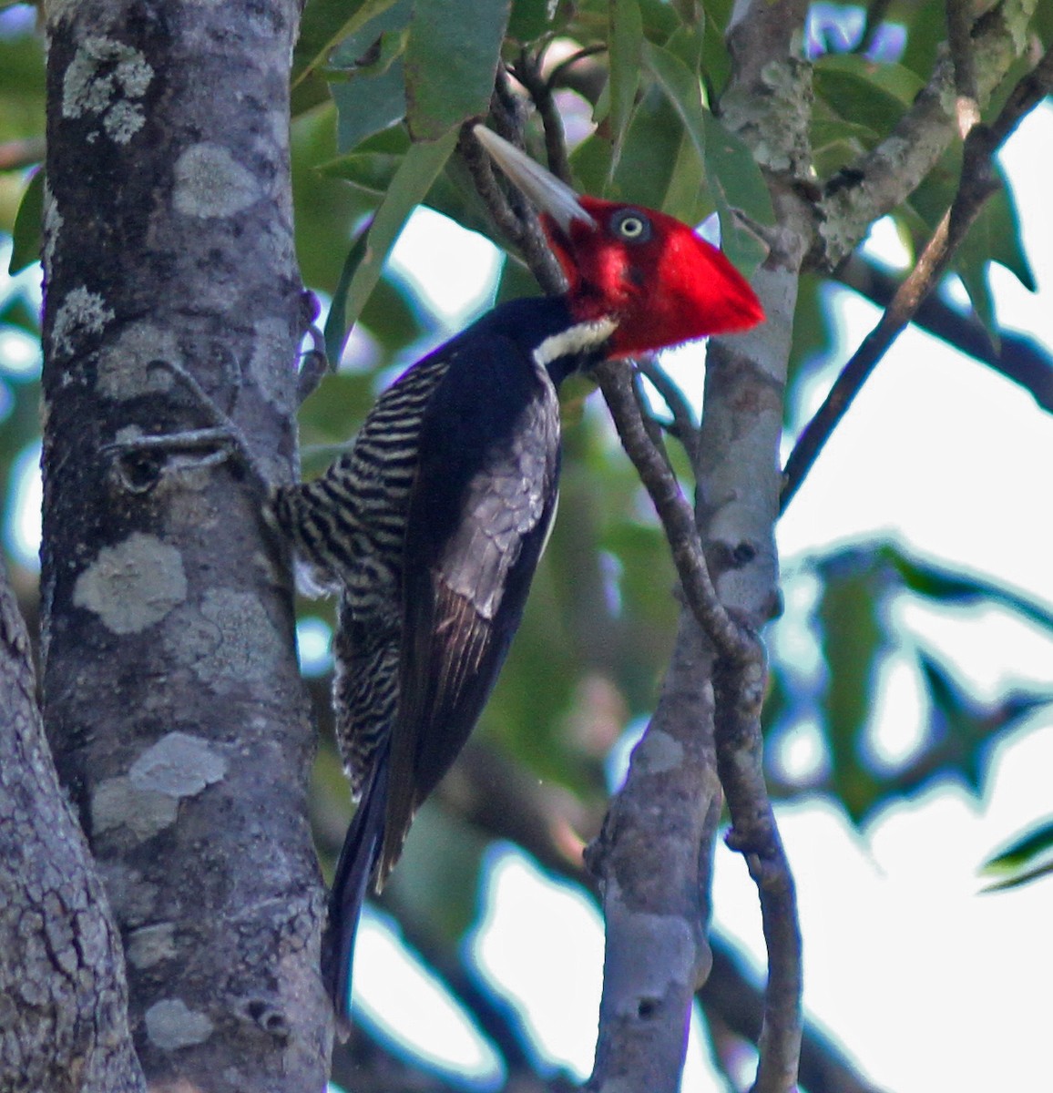 Pale-billed Woodpecker - Larry Sirvio