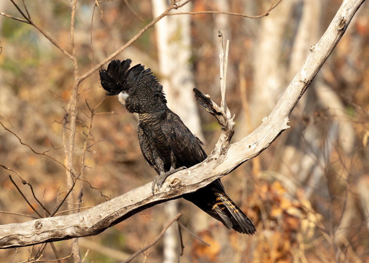 Red-tailed Black-Cockatoo - ML461024451