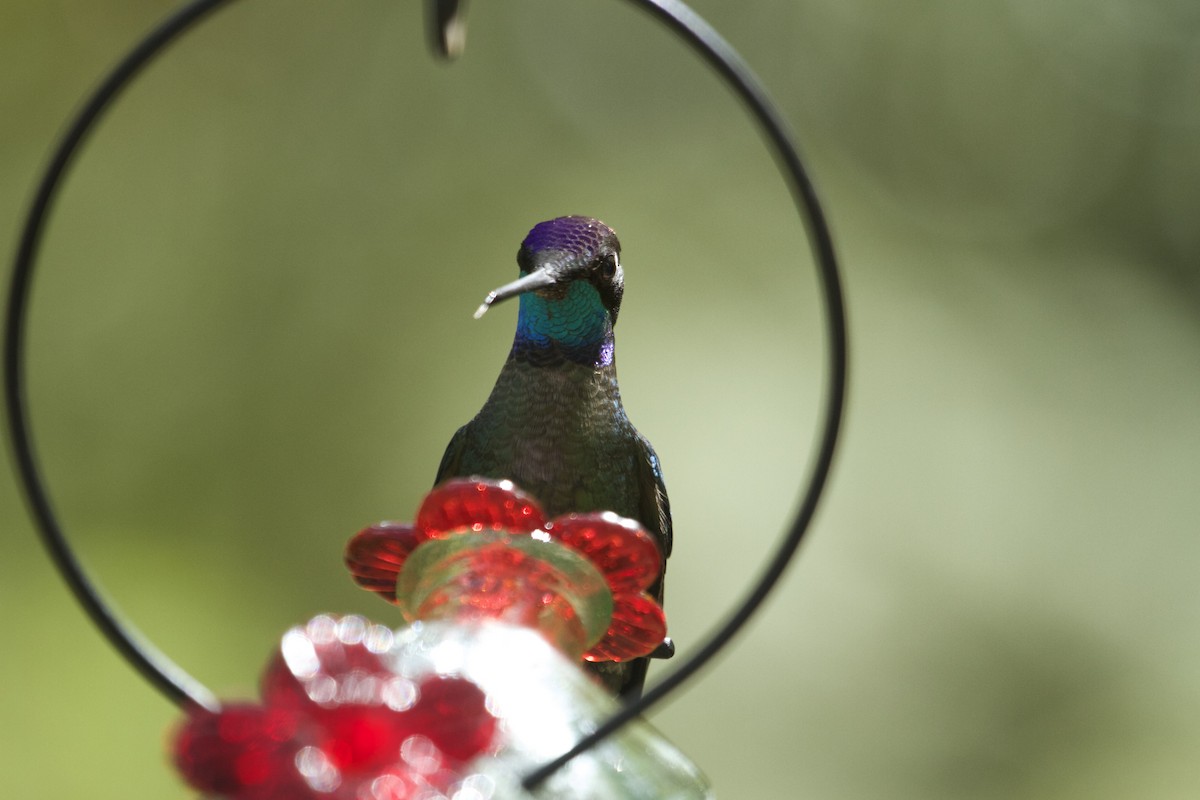 Talamanca Hummingbird - ML46102481